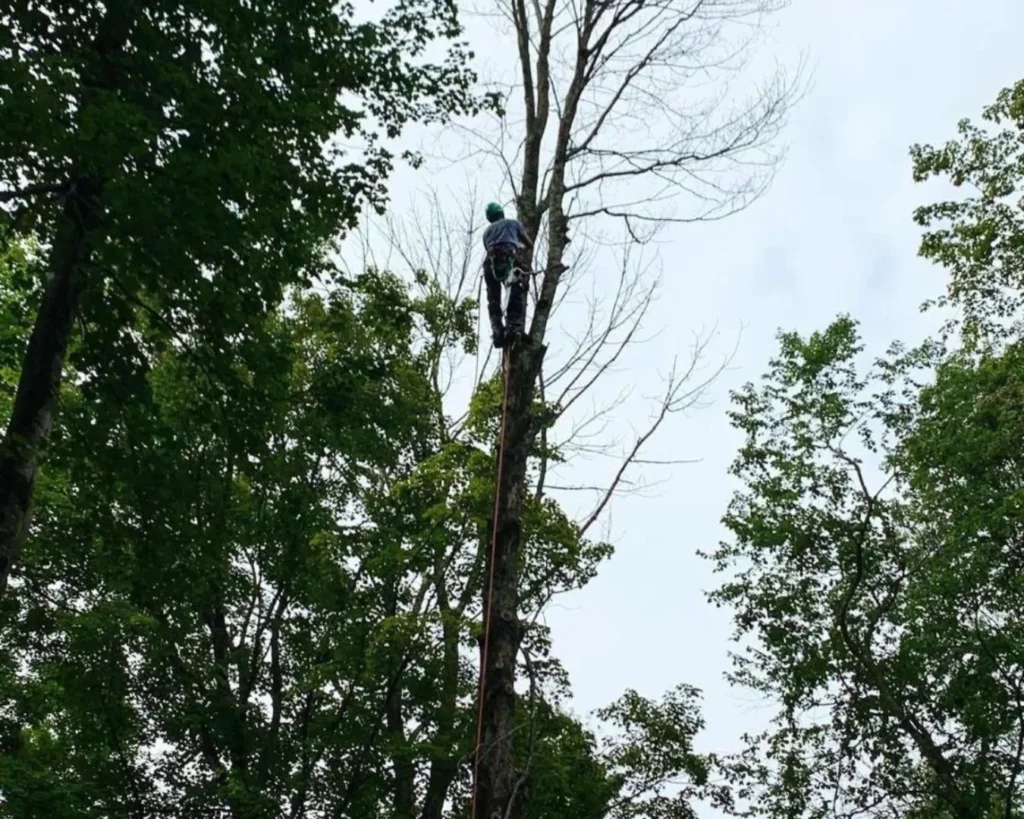 Tree-Landscaping-Fairfield-County