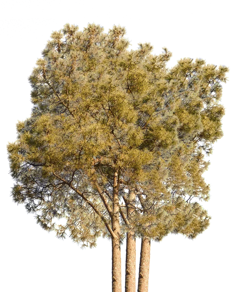 Tree-Landscaping-Fairfield-County